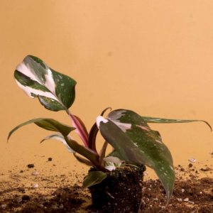 Philodendron Red Anderson