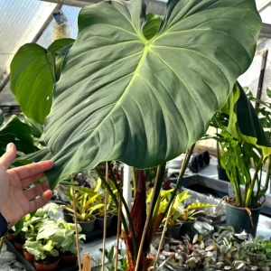 Philodendron rubrijuvenile 'El Choco Red'