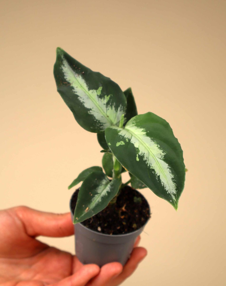 Aglaonema pictum 'Bicolor' - Bild 3