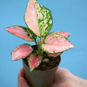 Aglaonema 'Pink Valentine'