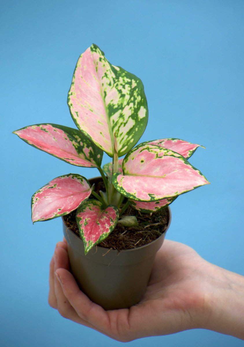 Aglaonema 'Pink Valentine' - Bild 2