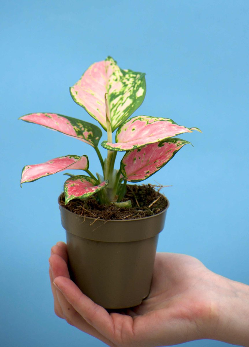 Aglaonema 'Pink Valentine' - Bild 6