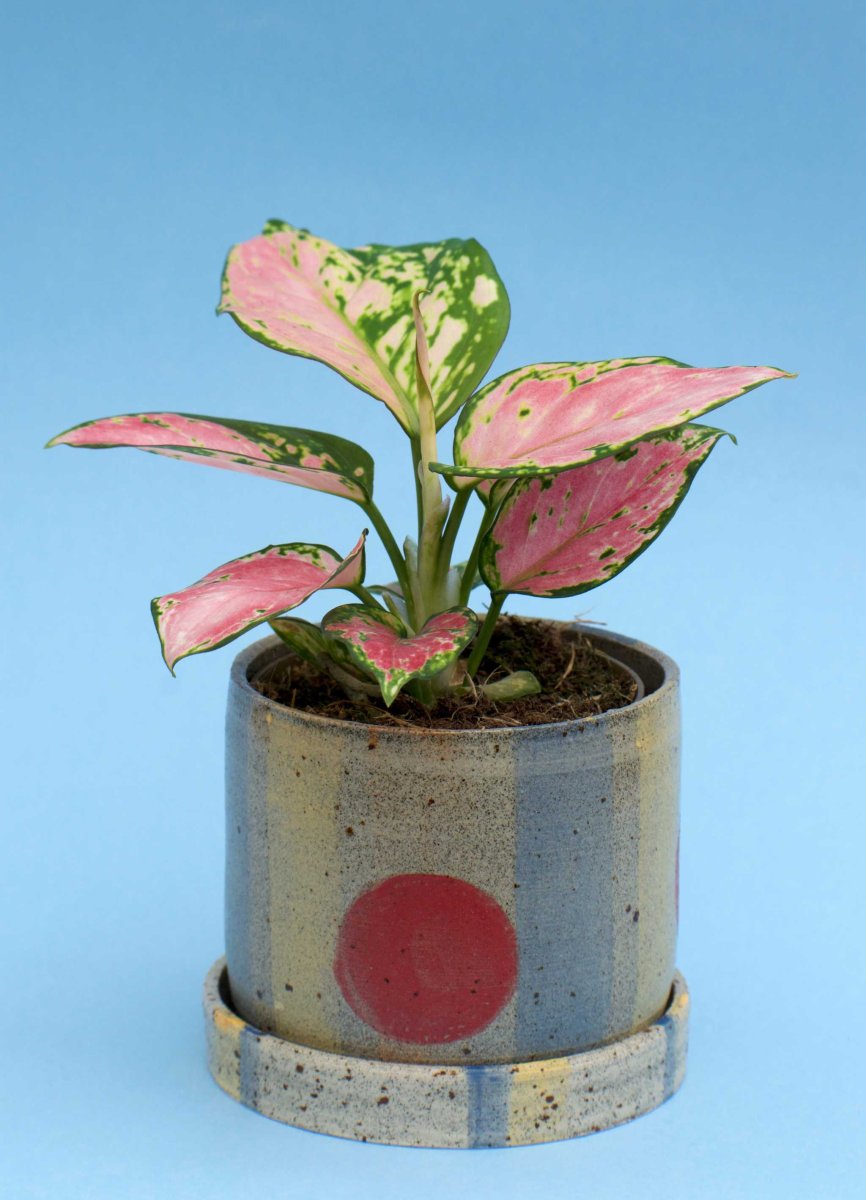 Aglaonema 'Pink Valentine' - Bild 5