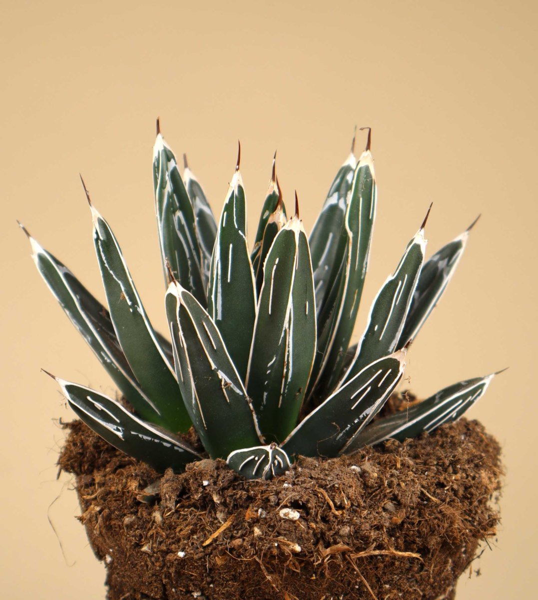 Agave victoriae-reginae - Bild 6