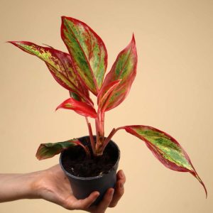 Aglaonema commutatum 'Red Fire'