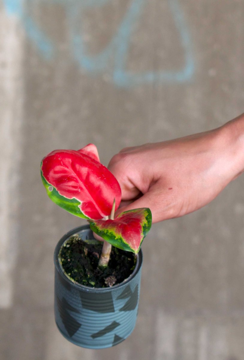 Aglaonema 'Pink Valentine' - Bild 7