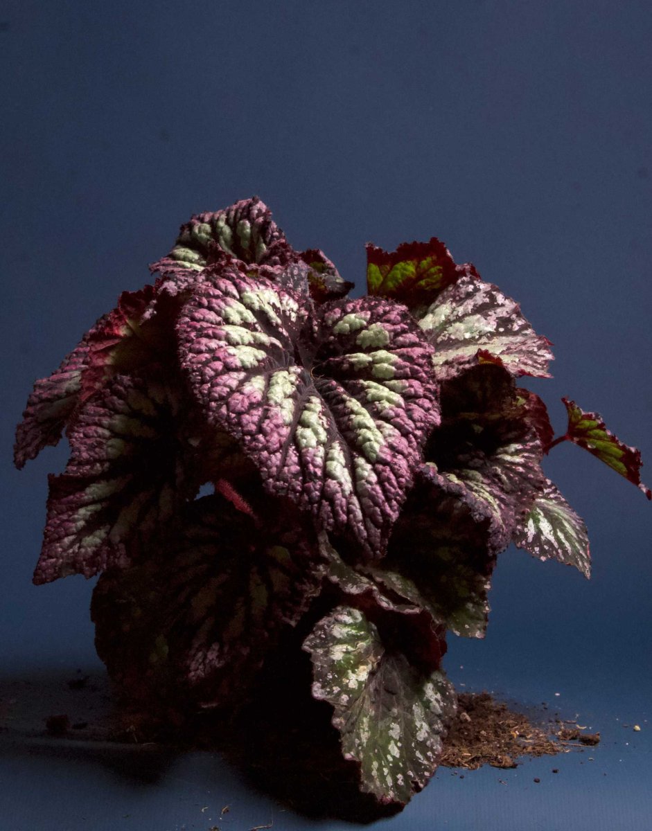 Begonia rex' Fireworks' - Bild 4