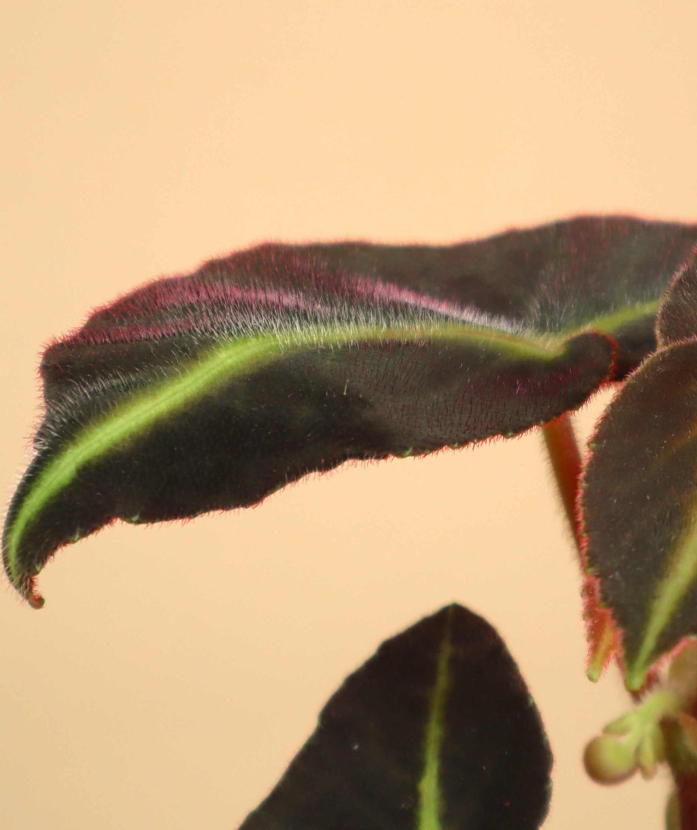 Begonia listada - Bild 3