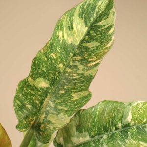 Philodendron 'Ring of Fire'
