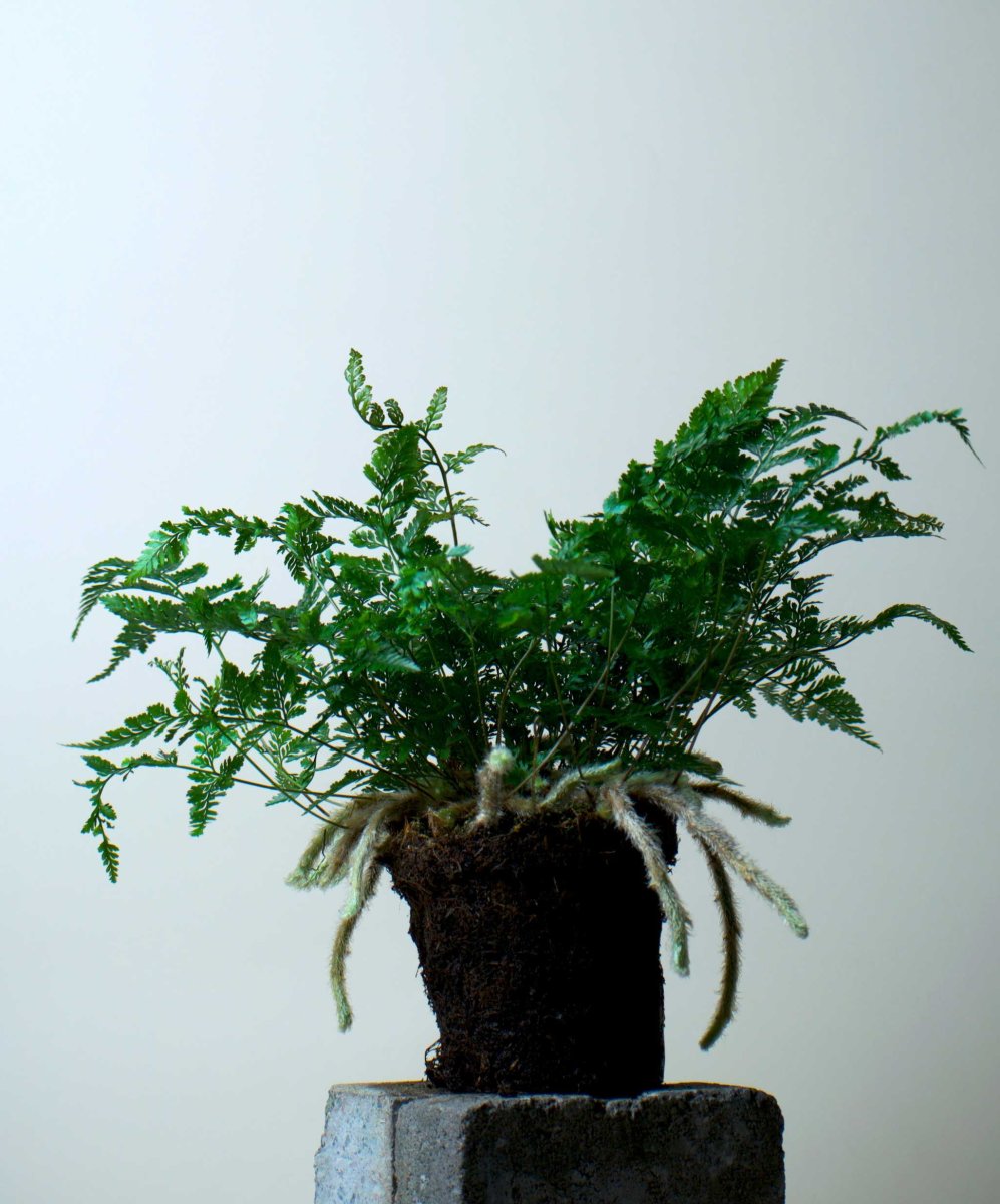 Humata tyermannii 'Spindelbräken' - Bild 5