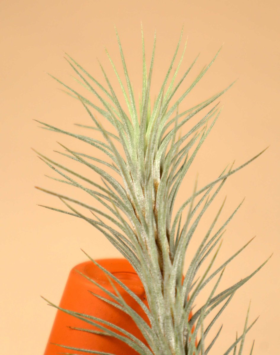 Tillandsia funckiana - Bild 3