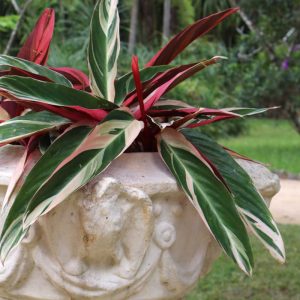 Stromanthe sanguinea 'Triostar' (Broktoppar)