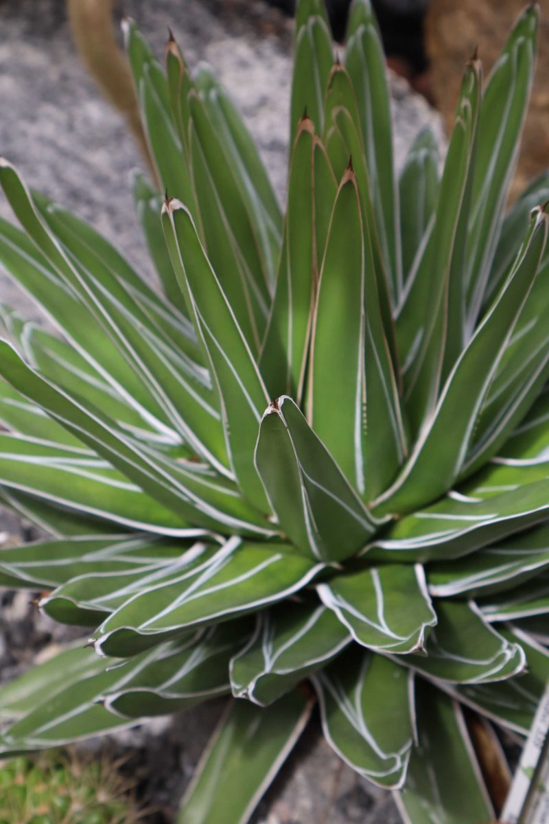 Agave victoriae-reginae - Bild 5