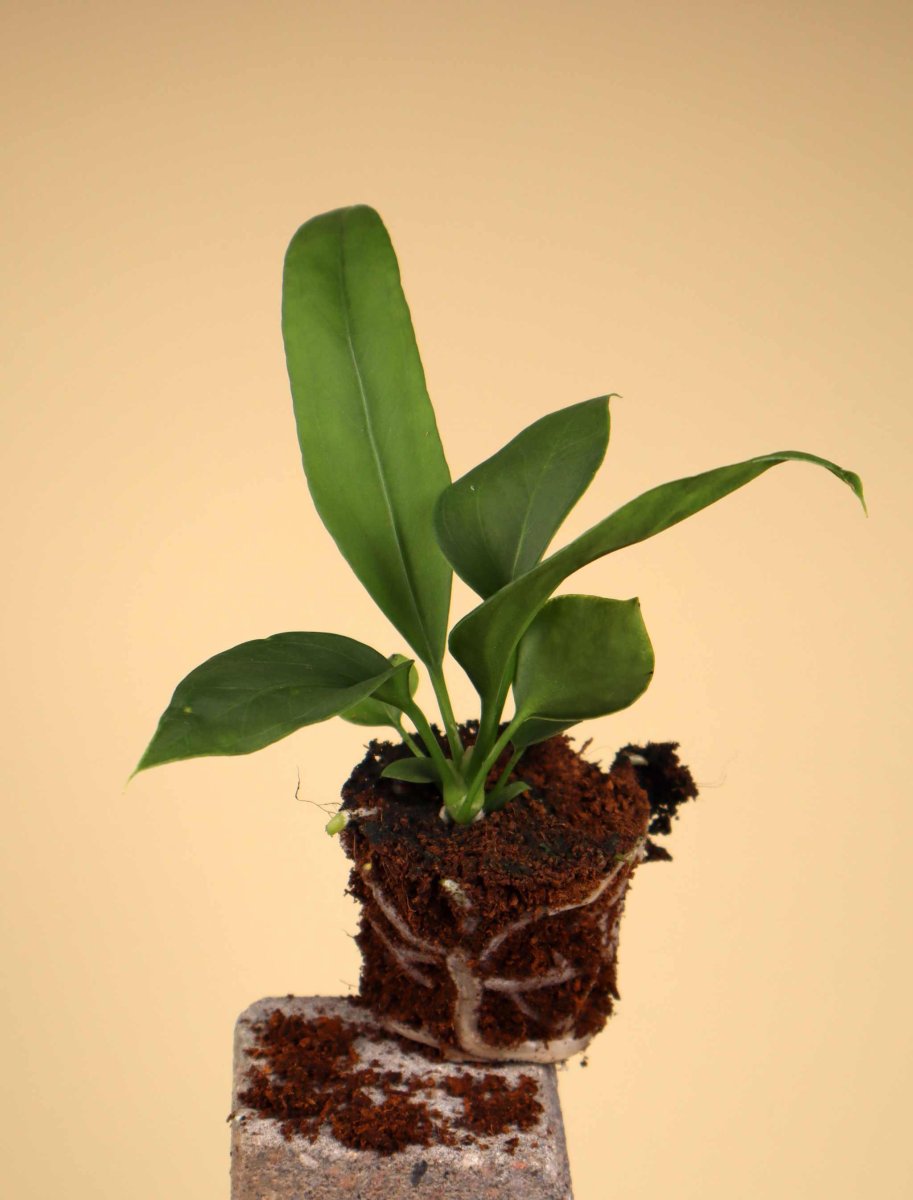 Anthurium vittariifolium - Bild 5