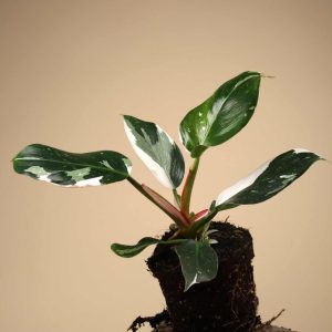 Philodendron 'White Princess'