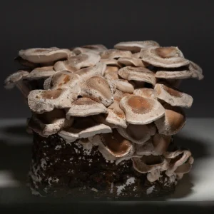Shiitake - Färdigt odlingsblock (Lentinula edodes)